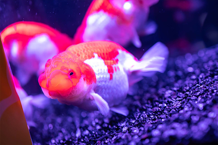 金魚写真